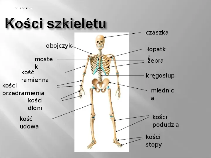Mięśnie szkieletowe - Slide 4