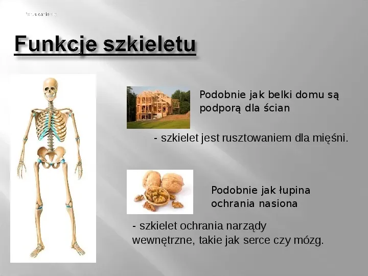 Mięśnie szkieletowe - Slide 6