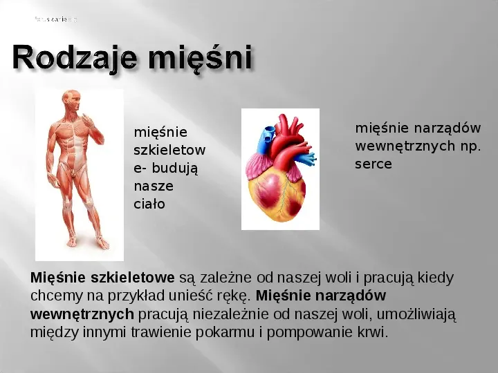 Mięśnie szkieletowe - Slide 7