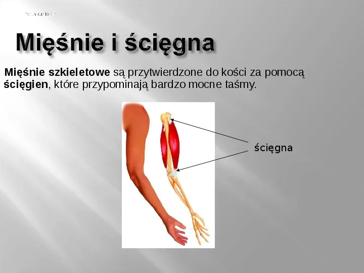 Mięśnie szkieletowe - Slide 9
