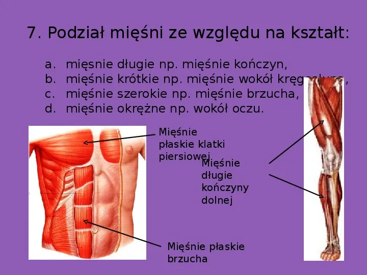 Układ mięśniowy - Slide 9