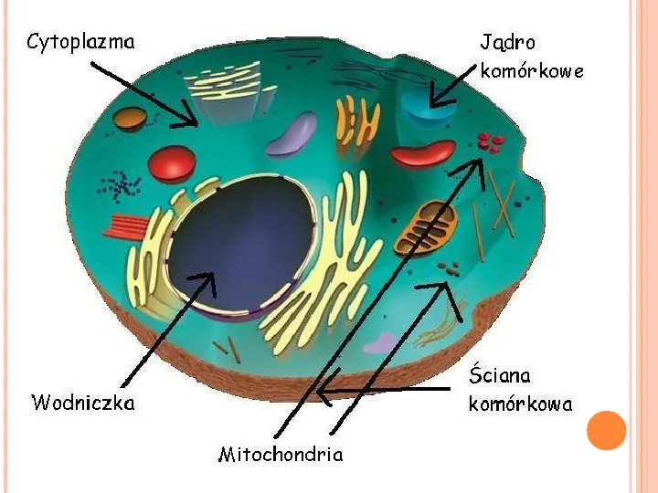 Komórki roślinne i zwierzęce - Slide 18