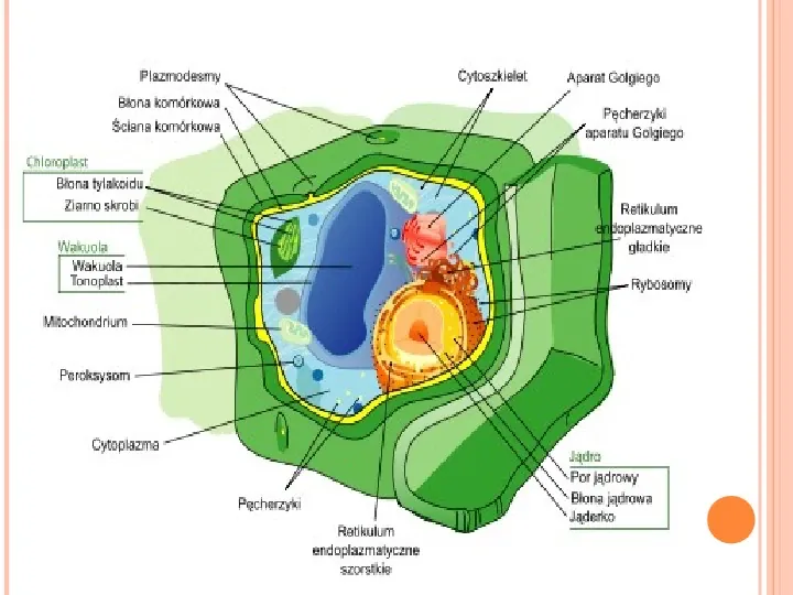 Komórki roślinne i zwierzęce - Slide 7