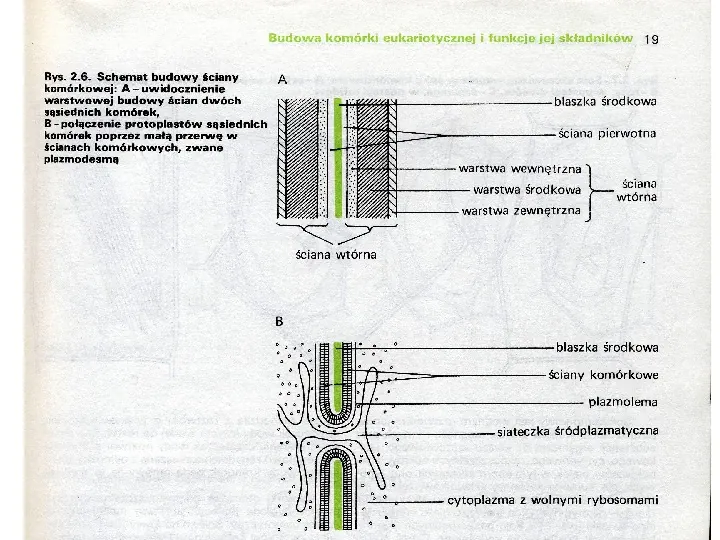 Komórka - budowa i funkcje - Slide 155