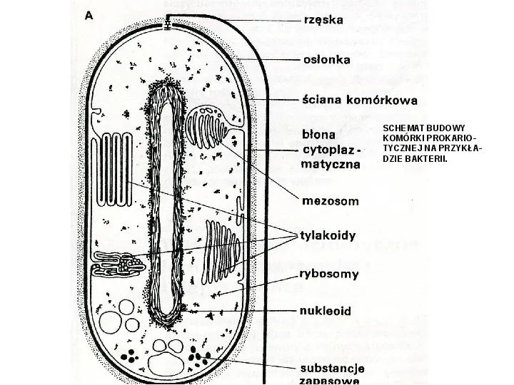 Komórka - budowa i funkcje - Slide 25