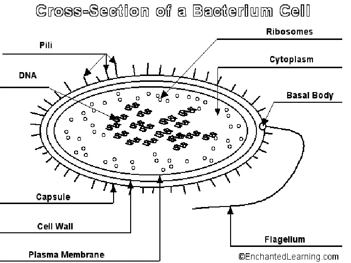 Komórka - budowa i funkcje - Slide 26