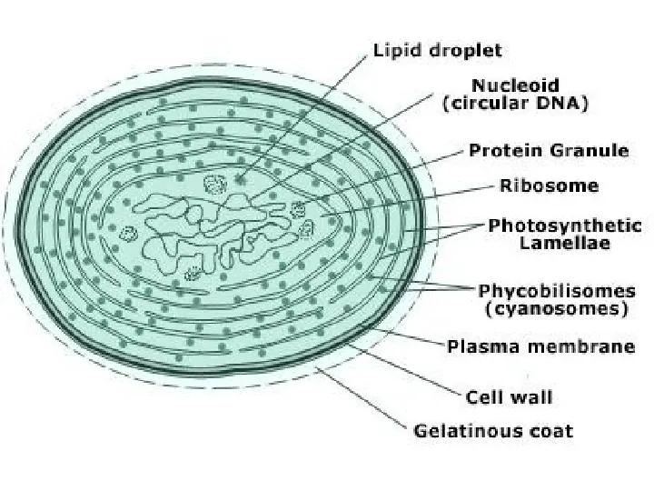 Komórka - budowa i funkcje - Slide 38