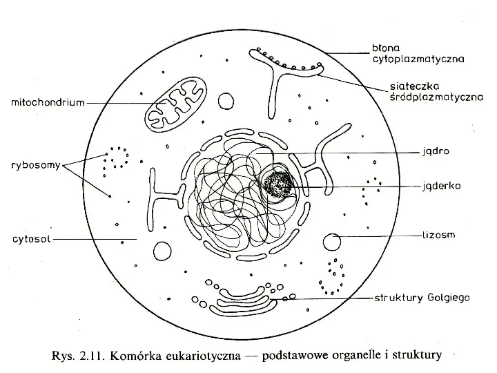 Komórka - budowa i funkcje - Slide 47