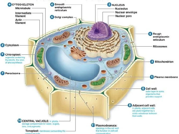Komórka - budowa i funkcje - Slide 49