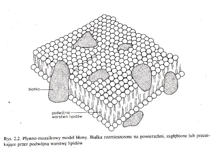 Komórka - budowa i funkcje - Slide 66