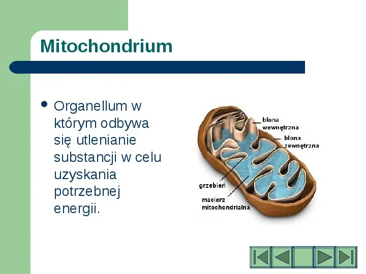 Komórki i tkanki w organizmie człowieka - Slide 10