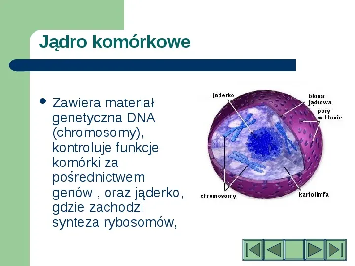 Komórki i tkanki w organizmie człowieka - Slide 11