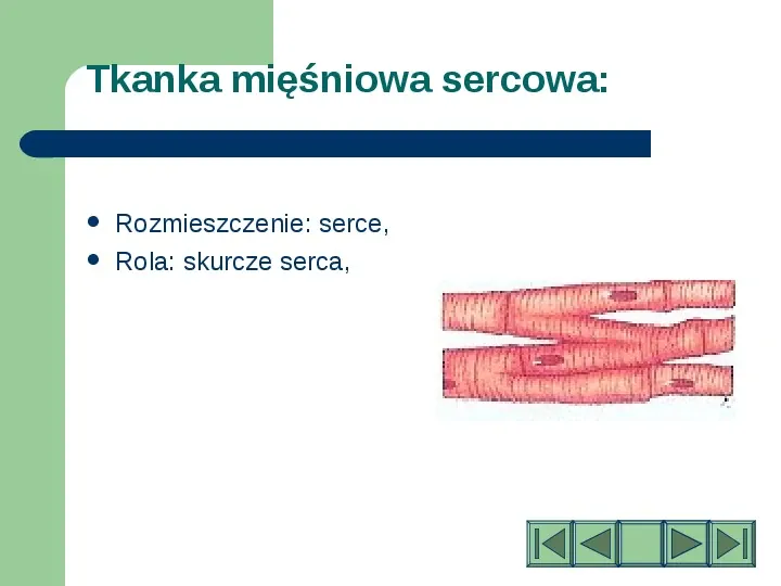 Komórki i tkanki w organizmie człowieka - Slide 16