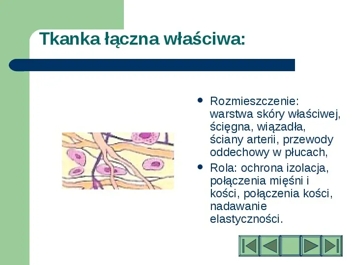 Komórki i tkanki w organizmie człowieka - Slide 17