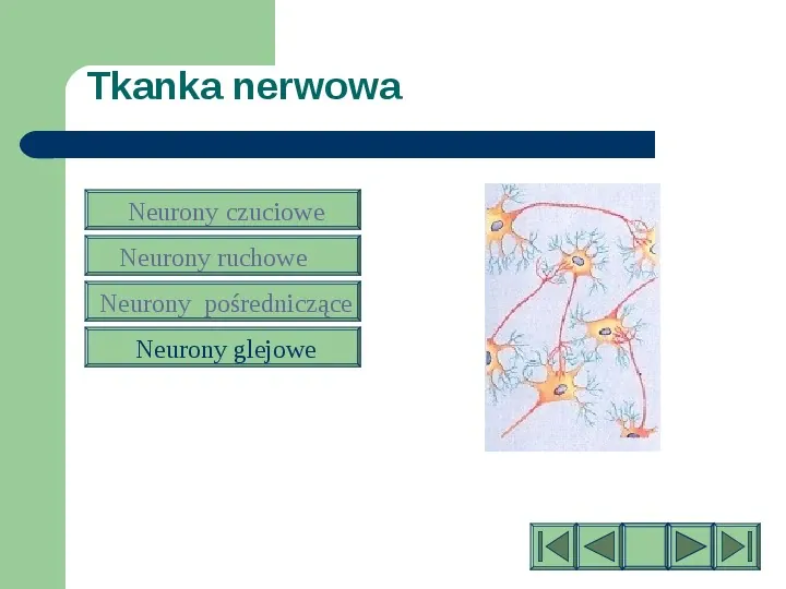 Komórki i tkanki w organizmie człowieka - Slide 18