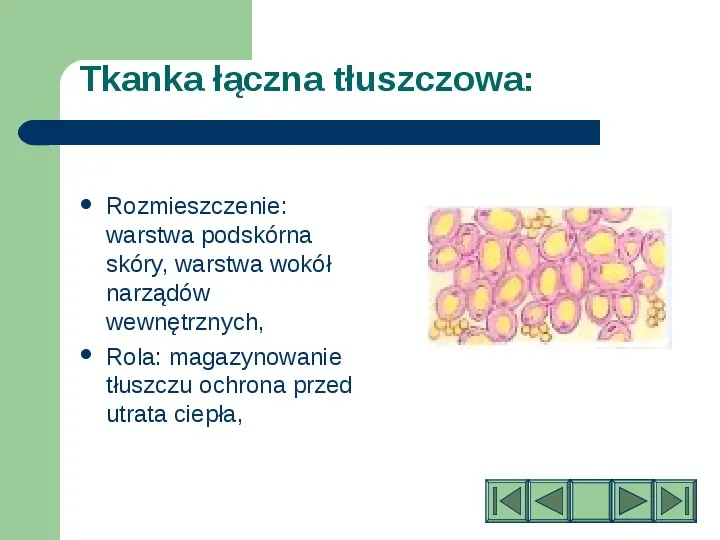 Komórki i tkanki w organizmie człowieka - Slide 23