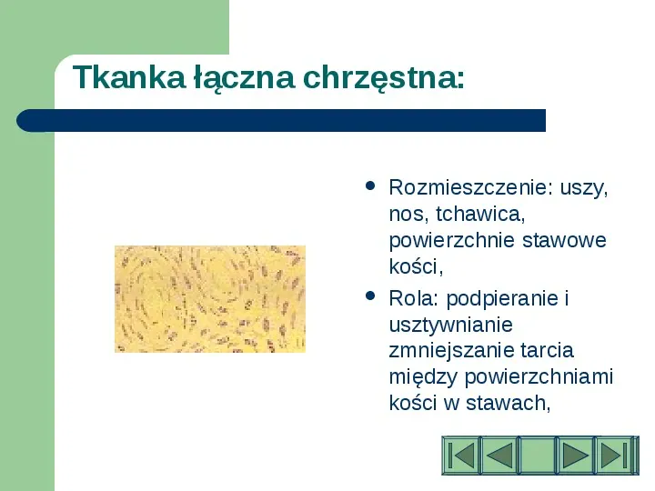 Komórki i tkanki w organizmie człowieka - Slide 24