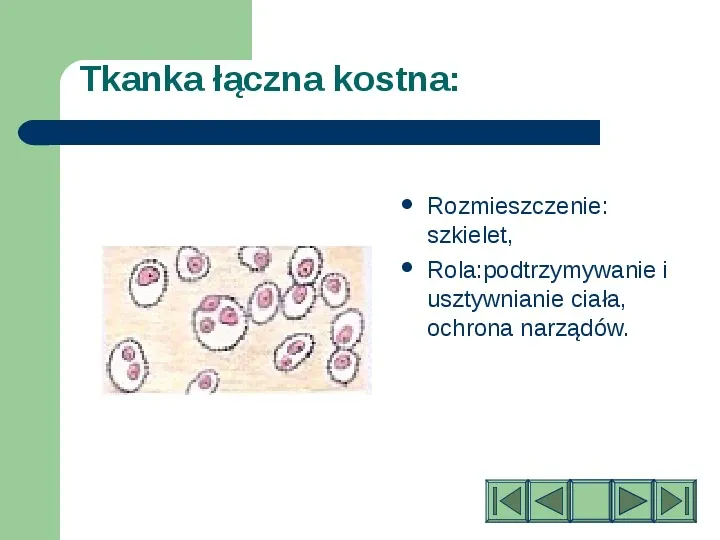 Komórki i tkanki w organizmie człowieka - Slide 25
