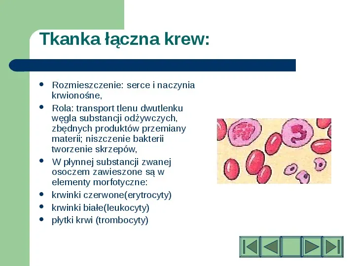 Komórki i tkanki w organizmie człowieka - Slide 26