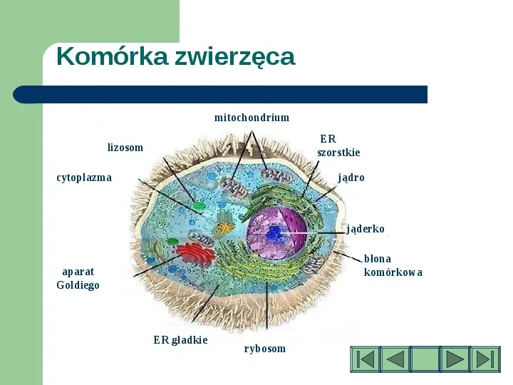 Komórki i tkanki w organizmie człowieka - Slide 3