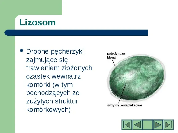 Komórki i tkanki w organizmie człowieka - Slide 5