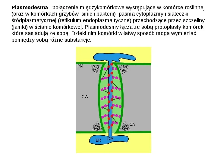 Jak zbudowane są komórki organizmów? - Slide 13