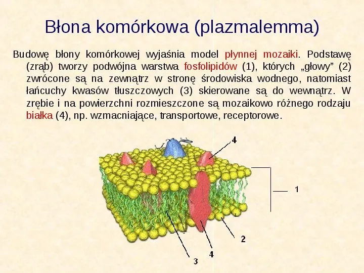 Jak zbudowane są komórki organizmów? - Slide 14