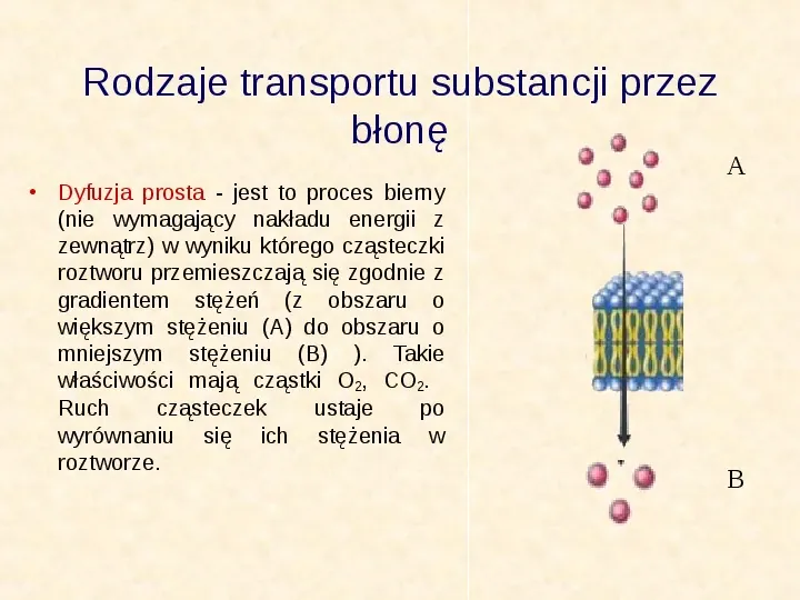 Jak zbudowane są komórki organizmów? - Slide 16