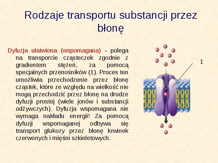 Jak zbudowane są komórki organizmów? - Slide 17
