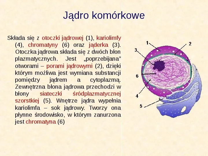 Jak zbudowane są komórki organizmów? - Slide 23