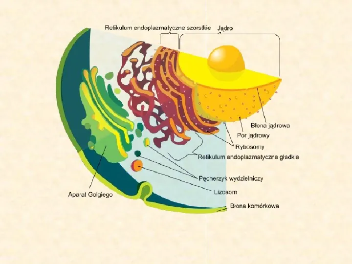 Jak zbudowane są komórki organizmów? - Slide 38