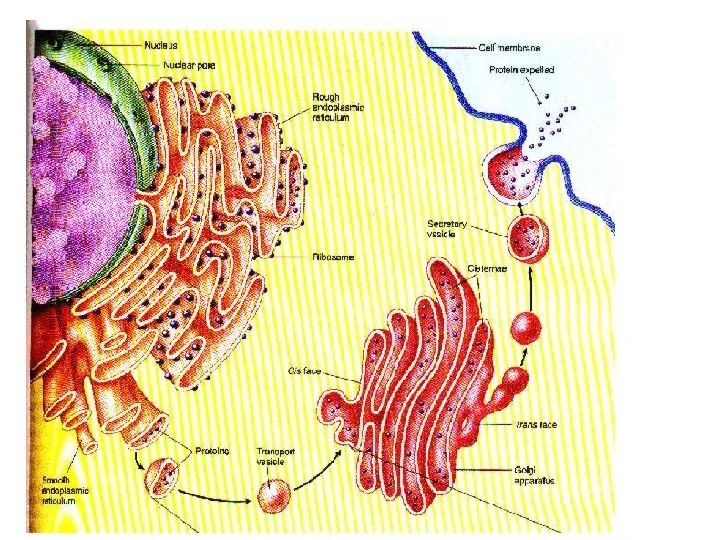 Jak zbudowane są komórki organizmów? - Slide 40