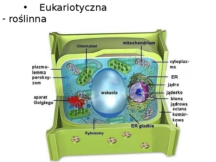 Jak zbudowane są komórki organizmów? - Slide 9