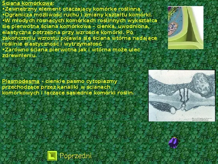Komórka roślinna - Slide 3