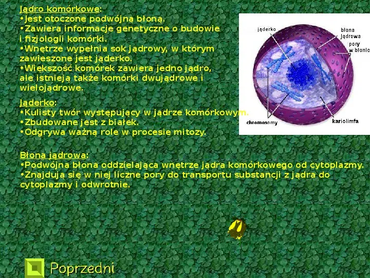 Komórka roślinna - Slide 4