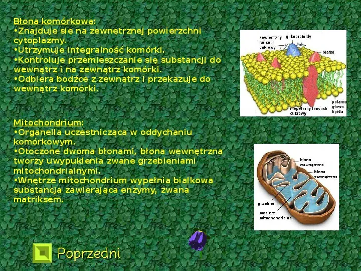 Komórka roślinna - Slide 5