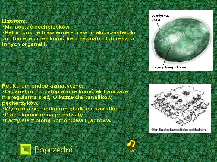 Komórka roślinna - Slide 6