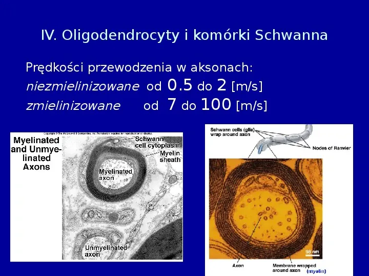 Komórki glejowe - Slide 11
