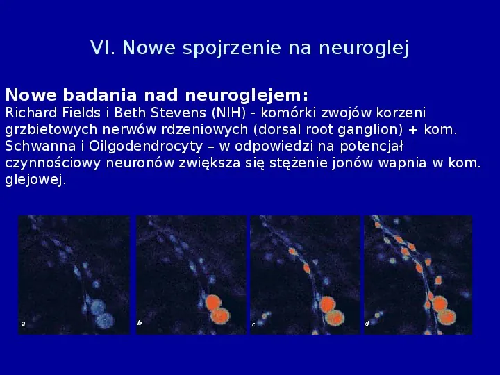 Komórki glejowe - Slide 17