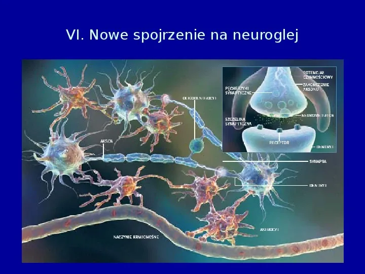 Komórki glejowe - Slide 22