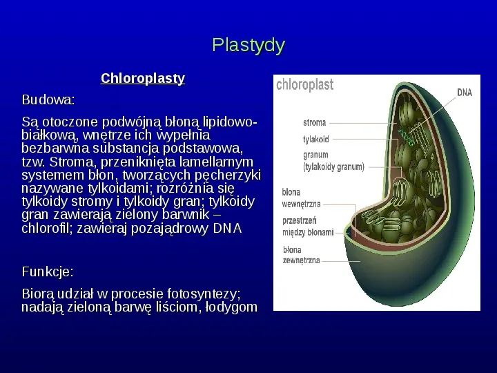 Komórki Prokaryotyczne i Eukaryotyczne -  Budowa i Różnice - Slide 10