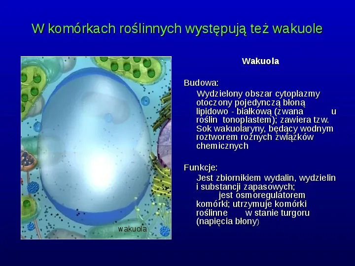 Komórki Prokaryotyczne i Eukaryotyczne -  Budowa i Różnice - Slide 12