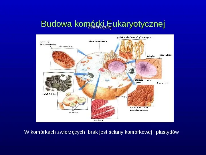 Komórki Prokaryotyczne i Eukaryotyczne -  Budowa i Różnice - Slide 13