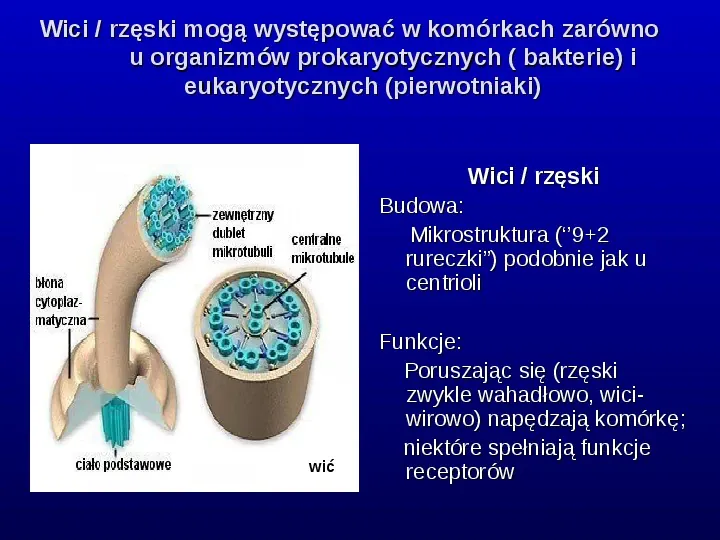 Komórki Prokaryotyczne i Eukaryotyczne -  Budowa i Różnice - Slide 14