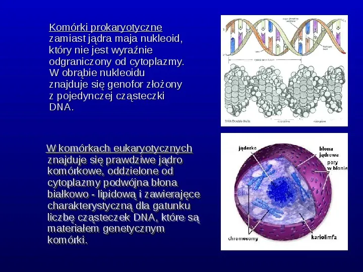 Komórki Prokaryotyczne i Eukaryotyczne -  Budowa i Różnice - Slide 2
