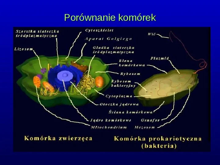 Komórki Prokaryotyczne i Eukaryotyczne -  Budowa i Różnice - Slide 4