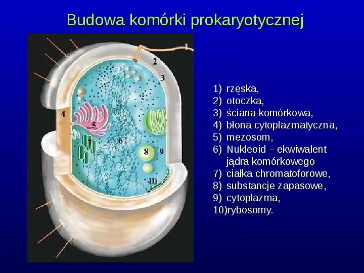 Komórki Prokaryotyczne i Eukaryotyczne -  Budowa i Różnice - Slide 5