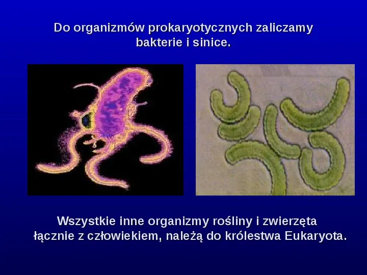 Komórki Prokaryotyczne i Eukaryotyczne -  Budowa i Różnice - Slide 6