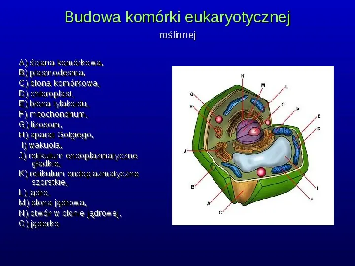 Komórki Prokaryotyczne i Eukaryotyczne -  Budowa i Różnice - Slide 7