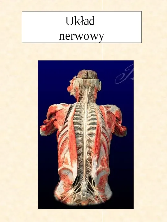 Układ nerwowy - Slide pierwszy